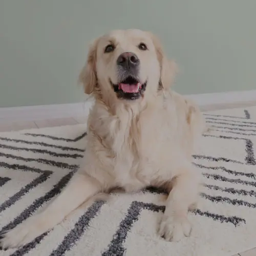 A golden retriever sitting on a light rug